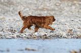 CAVALIER KING CHARLES 246